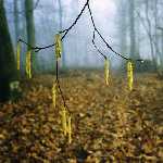 catkins 
